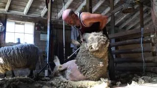 Shearing Rams in Canada (vid 13)