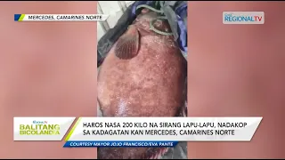 Balitang Bicolandia: Haros nasa 200 kilo na sirang lapu-lapu, nadakop sa kadagatan kan Mercedes