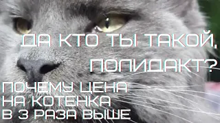 Ты кто такой, "полидакт"? Почему цена на котенка в 3 раза выше? Мейн-куны.