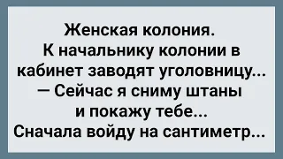 Начальник Женской Колонии Снял Штаны Перед Уголовницей! Сборник Свежих Анекдотов! Юмор!