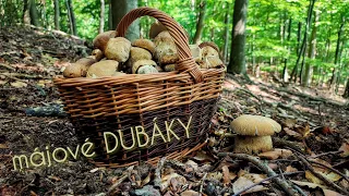 HUBY - prvé DUBÁKY sezóny 2024 / Hríb Dubový - Boletus reticulatus / na huby hubárčenie v Karpatoch