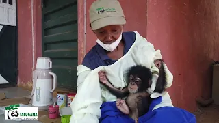 The rescue of chimpanzee Rushni - part II