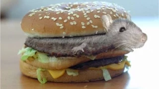 Citizen Burger Disorder /w Mike | Rat Burgers!