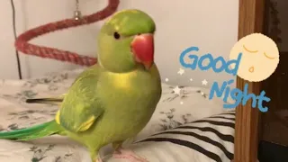 Bedtime Routine with my Indian Ringneck Parrot