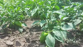 Wood Ash for Pepper and Eggplant