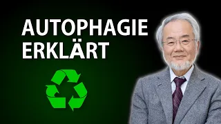 Autophagie erklärt: So funktioniert das zelluläre Recyclingsystem unseres Körpers | Autophagozytose