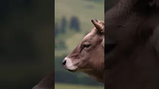 Auf Der Alm #natgeo #europe #almenland #steiermark #nature #lovelife #loveanimals #beautifulcow