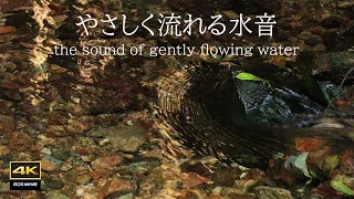 4K映像 + 自然環境音    森の中をやさしく流れる水の音　七宗町 葛屋川