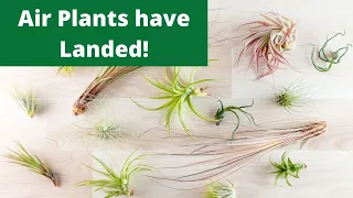 Air Plants & Succulents Unboxing - Plant Collective