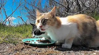 A pack of stray kittens crunch dry food on the shore of a salt lake. ASMR