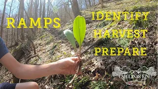 Ramps (Identify, Harvest, Prepare)