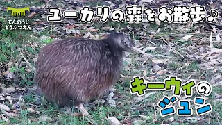 【天王寺動物園】ユーカリの森をトコトコおさんぽ♪キーウィのジュン