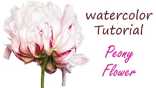 Using Contrast to Create Drama in your Watercolor Painting - Peony Flower