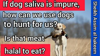 Dog saliva is najis so how can we use dogs to hunt for us, Is that meat halal to eat Assim al hakeem