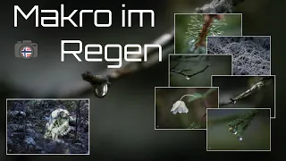 Makrofotografie im Regen