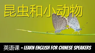 学习英语，词汇，昆虫和小动物