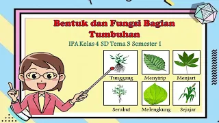 Bentuk dan Fungsi Bagian Tubuh Tumbuhan IPA Kelas 4 SD | Tema 3 | Semester 1