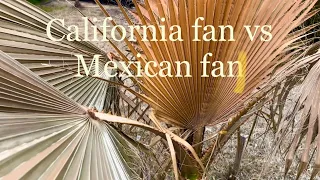 Which is more cold hardy? Mexican fan palm vs. California fan palm.