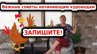 Куры несушки и их помет! Советы новичкам!