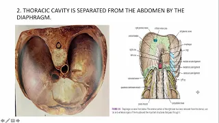 GROSS ANATOMY THE THORAX PART 1 THE THORACIC WALL