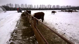 Новый загон для скота