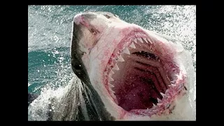 Worlds Deadliest Shark Attack Coast(full documentary)HD HD NATURAL 2016