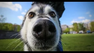 Funny Huskies: video jokes