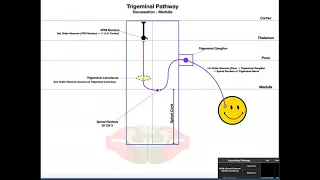 Trigeminal Lemniscus Pathway EXPLAINED! | Facial Sensation