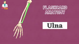 Ulna Bone | Flashcard Anatomy