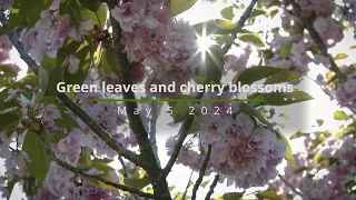 Green leaves and cherry blossoms 若葉と八重桜