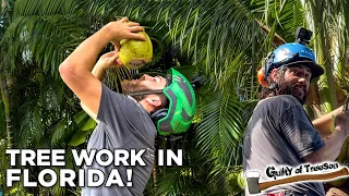 Tropical Tree Work Voyage! Live Oak & Palm Tree Firsts with Randy and an Iguana Surprise!"