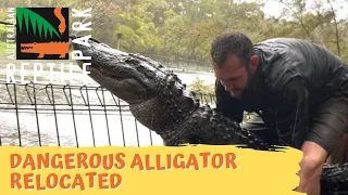Alligator got over the fence! | Australian Reptile Park