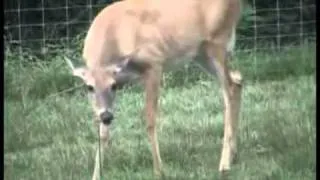 Wireless Deer Fence - Got Deer?