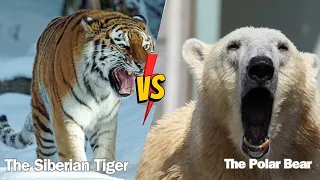 Who Wins? Polar Bear Vs Siberian Tiger