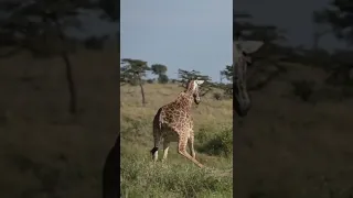 Mother giraffe kills baby giraffe accidentally trying to protect it #wildlife #shorts