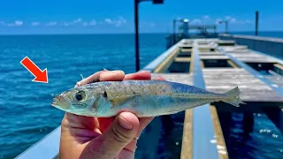 Fishing a CIGAR MINNOW off the GULF! PIER and Caught THIS