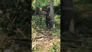 Jack fruit tree cutting