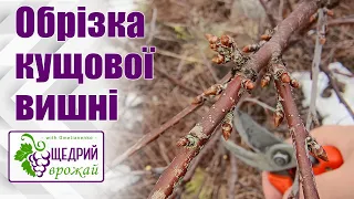 Обрізка кущової вишні