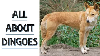 All About Dingoes | The Australian Wild Dog | Animal Kingdom