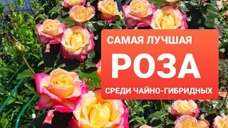 ЛУЧШИЙ СОРТ РОЗЫ СРЕДИ ЧАЙНО-ГИБРИДНЫХ.РОЗА ВОСТОЧНЫЙ ЭКСПРЕСС СТАНЕТ ЛЮБИМИЦЕЙ ДЛЯ МНОГИХ САДОВОДОВ