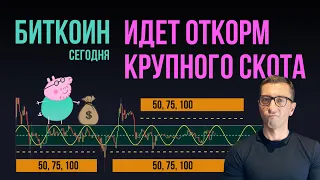 БИТКОИН 🐷 ИДЕТ ОТКОРМ КРУПНОГО СКОТА