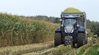 New Holland T7.270, T7.315 and New Holland FR920 working hard during corn silage season | Häckseln