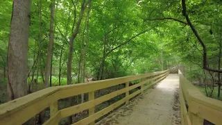 Hemlock Bluffs Nature Preserve - Cary, NC - [TRAILS] - [OVERLOOKS] - [NATURE SOUNDS] - [4K]