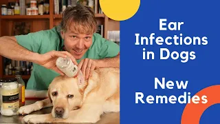 Dog Ear Infection Treated With Natural Remedies