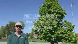 Tree Of the Month // June // Linden Trees