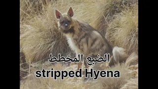 الضبع المخطط بالمنطقة الشرقية بالمغرب / Striped Hyena - Morocco 🇲🇦