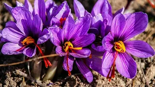 Saffron During Pregnancy – Uses, Benefits And Side Effects