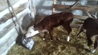 Три солнца, Тридцать градусов минус. А белоголовым телятам все равно!