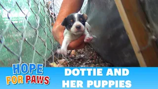 Hope For Paws: Homeless mom gives birth to three puppies on a college campus. Please share. #puppy