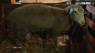 Protecting Lambs in Cold Weather